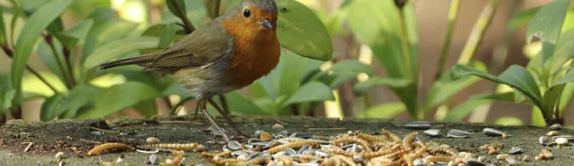 [paste advice page name here]